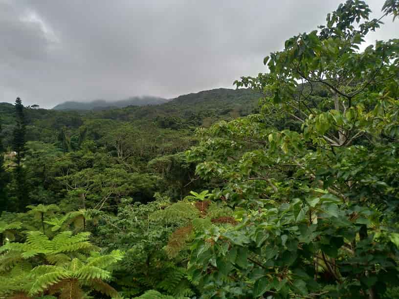 やんばる亜熱帯の森