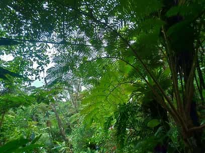 やんばる亜熱帯の森
